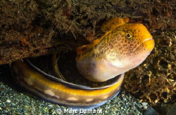 Juvenille Wolf Eel! These younger wolf eels have the most... by Marc Damant 